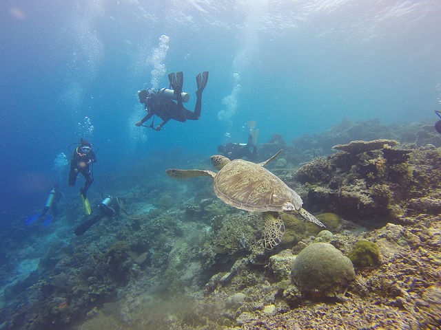 Entdeckt die Karettschildkröten in Borneo - Reiseziele im März
