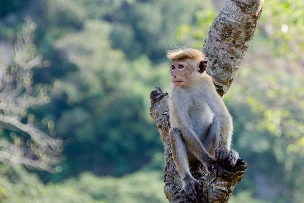 Reisen im April - Sri Lanka