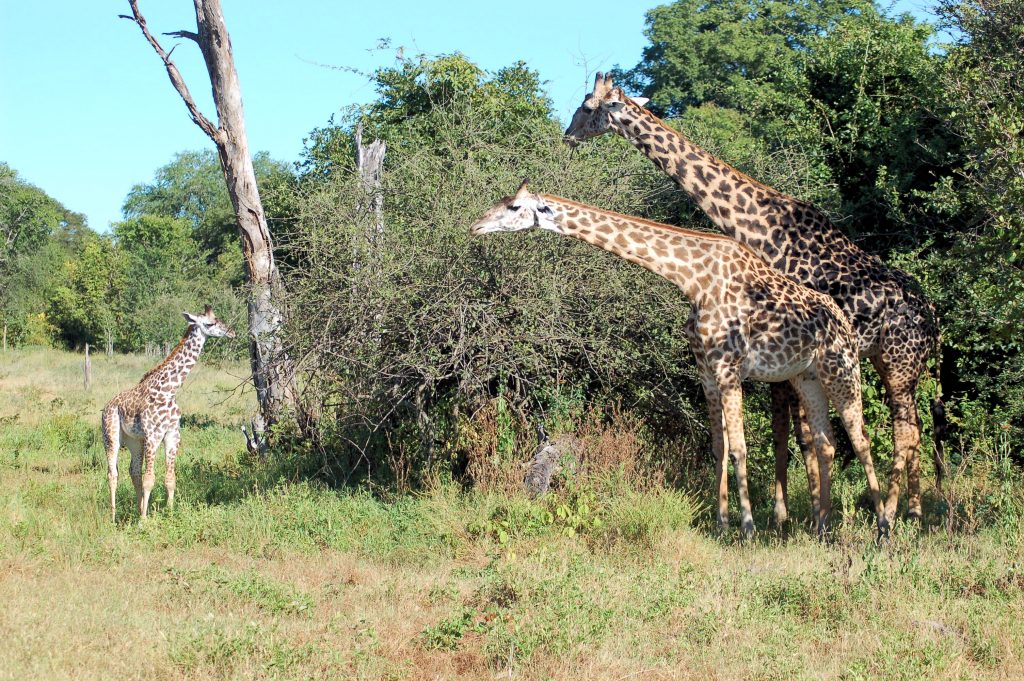 Reiseziele im Mai - South Luangwa Nationalpark