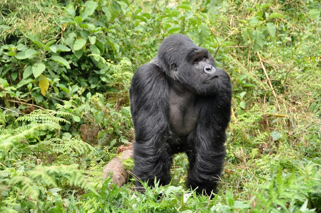 Reiseziele im Juni - Berggoriallas in Ruanda