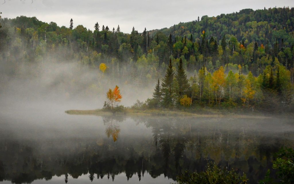 B'n'Tree - Trees help fight against climate change by storing CO2, minimizing land erosion and restoring natural water cycles