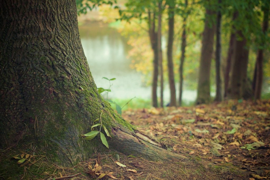 B'n'Tree - Since the start of the project in September 2017, more than 78,000 new trees have been planted on four continents.