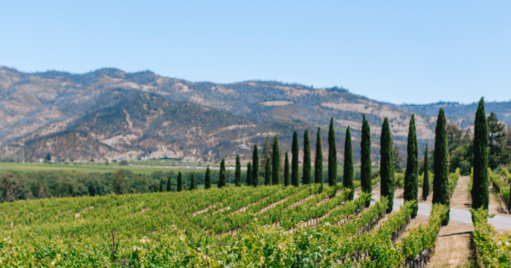 pittresk scenery of wine yards and hills and blue sky. idea for a romantic gift for travelers: a wine tasting tour