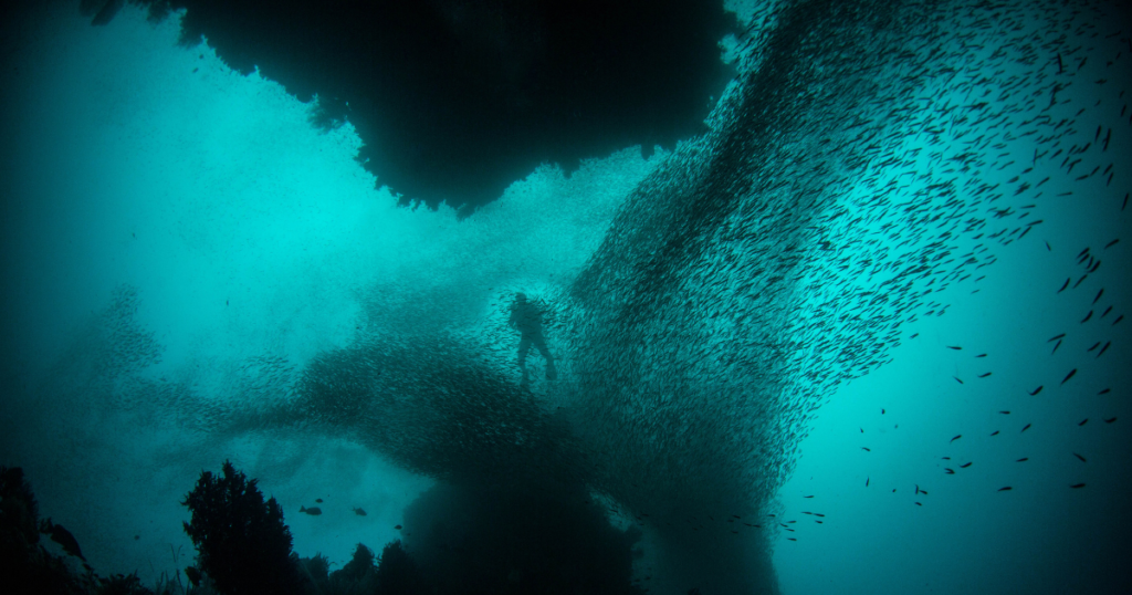 Diver's paradise Raja Ampat