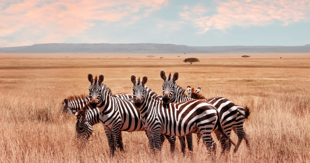 Go on a Safari in Serengeti National Park, Tanzania