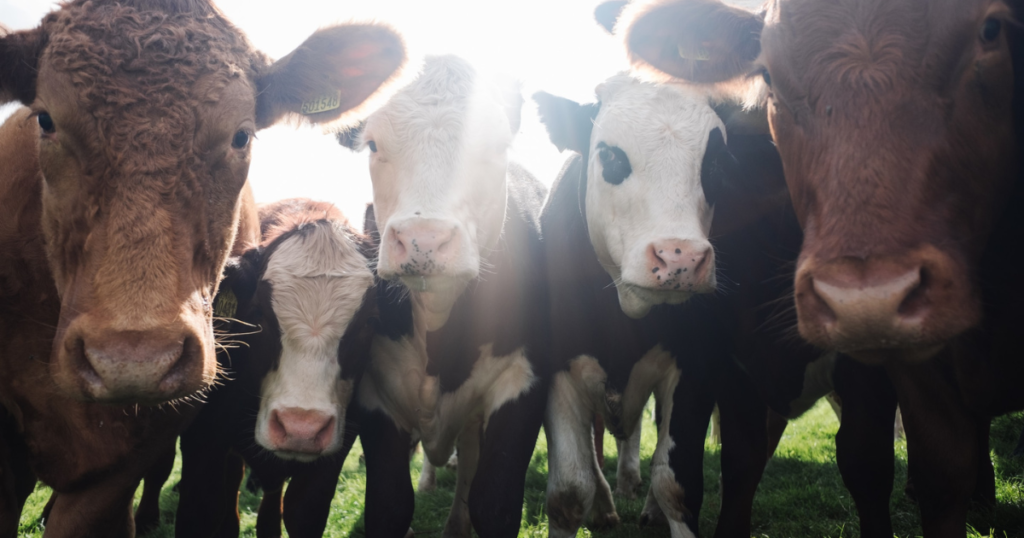 bunch of cows on a field