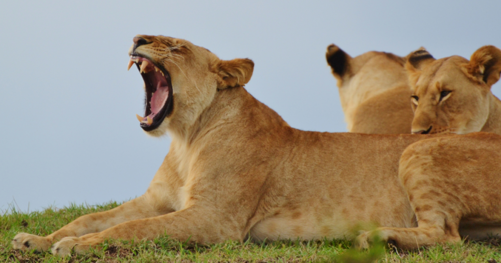 Wildlife Safari Road Trip: Serengeti