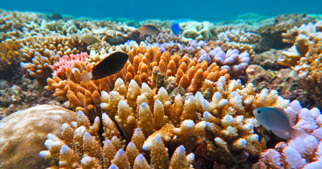 Must-See National Parks in Australia: Great Barrier Reef