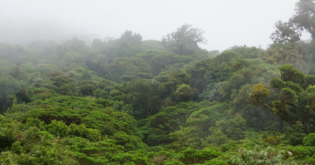 Trips to Take in Your 30s: Monteverde Cloud Forest Reserve