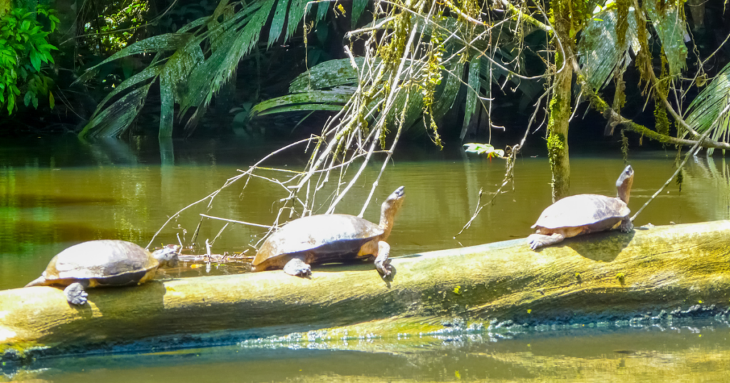 Trips to Take in Your 30s: Tortuguero National Park
