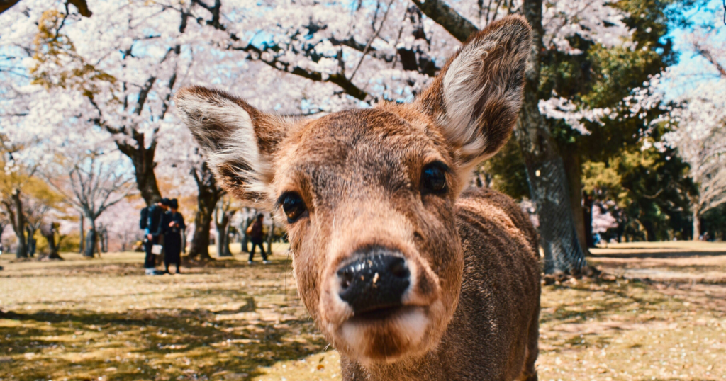 Backpacking Through Asia: Nara
