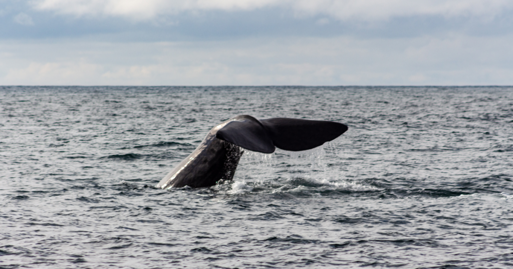 Alternative Destinations in Europe: Whale Watching - Lofoten, Norway